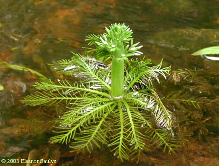 Hottonia inflata Ell.