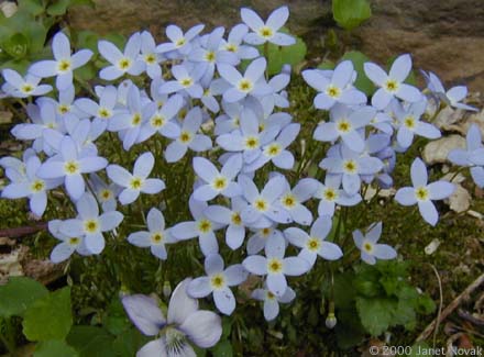 Houstonia caerulea L.