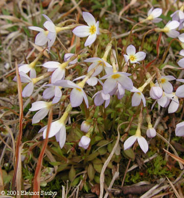 Houstonia caerulea L.