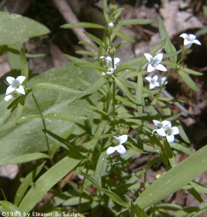 Houstonia longifolia Gaertn.