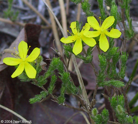 Hudsonia ericoides L.