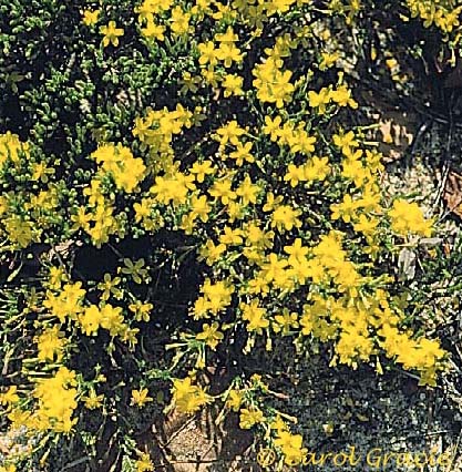 Hudsonia ericoides L.