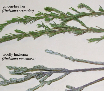 Hudsonia tomentosa Nutt.