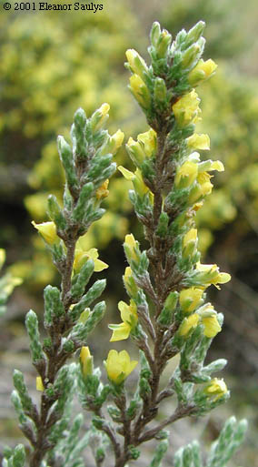 Hudsonia tomentosa Nutt.