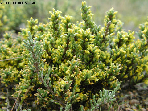 Hudsonia tomentosa Nutt.