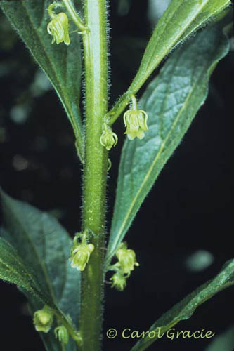 Hybanthus concolor (T.F. Forst.) Spreng.