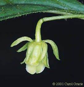 Hybanthus concolor (T.F. Forst.) Spreng.