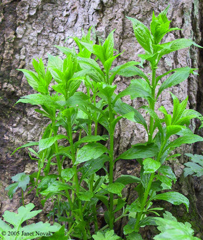 Hybanthus concolor (T.F. Forst.) Spreng.
