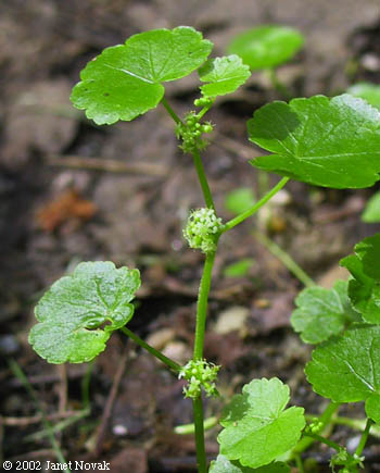 Hydrocotyle americana L.
