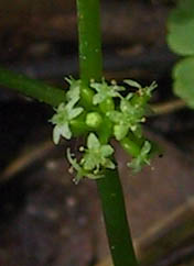 Hydrocotyle americana L.