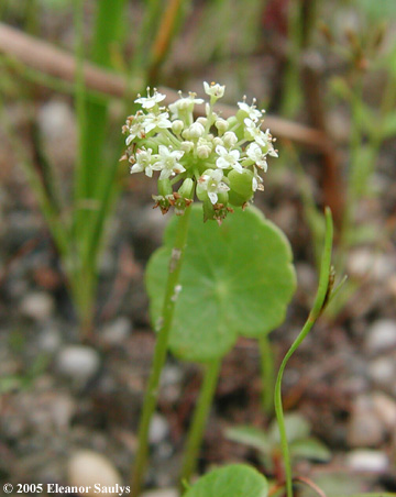 Hydrocotyle umbellata L.