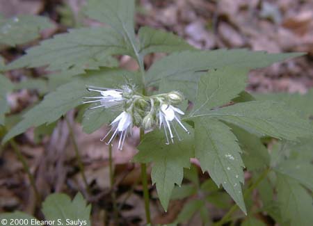 Hydrophyllum virginianum L.