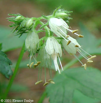 Hydrophyllum virginianum L.