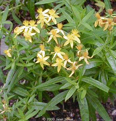 Hypericum adpressum Raf. ex W. Bart.