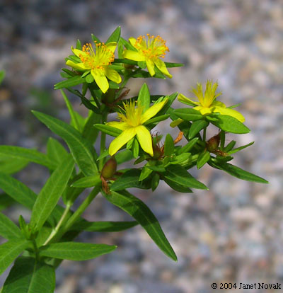 Hypericum adpressum Raf. ex W. Bart.