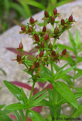 Hypericum adpressum Raf. ex W. Bart.