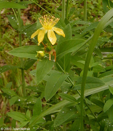Hypericum ascyron L.