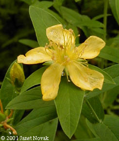 Hypericum ascyron L.