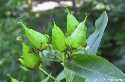 Hypericum ascyron L.