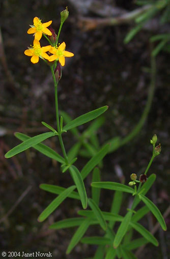 Hypericum canadense L.