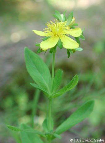 Hypericum ellipticum Hook.
