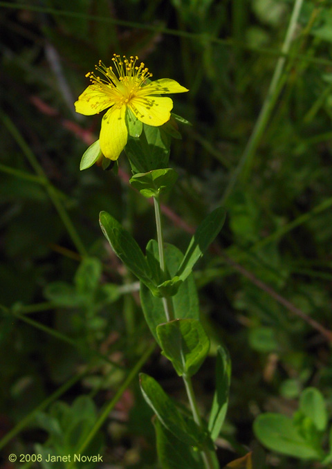 Hypericum ellipticum Hook.