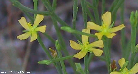 Hypericum gentianoides (L.) B.S.P.