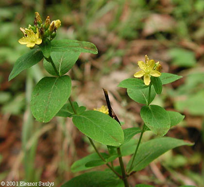 Hypericum punctatum Lam.