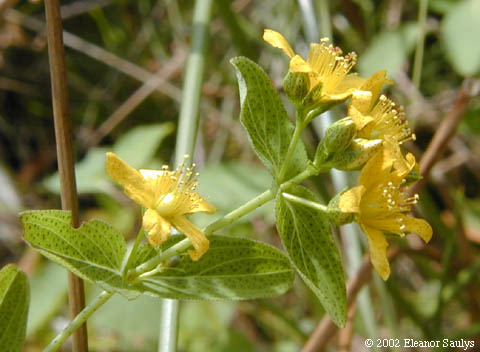 Hypericum punctatum Lam.