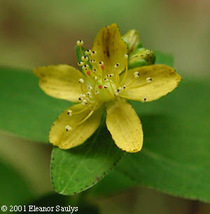Hypericum punctatum Lam.
