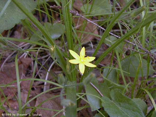 Hypoxis hirsuta (L.) Coville