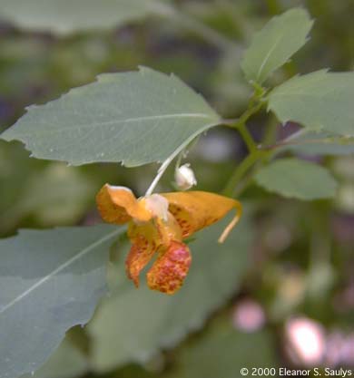 Impatiens capensis Meerb.