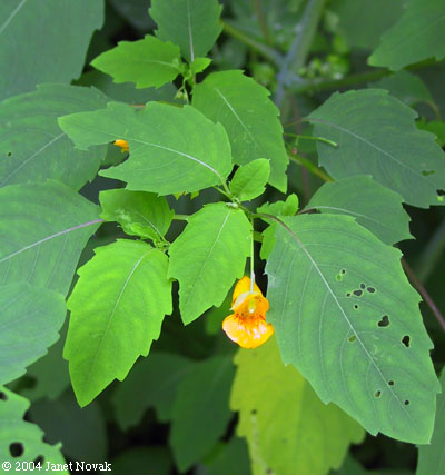 Impatiens capensis Meerb.