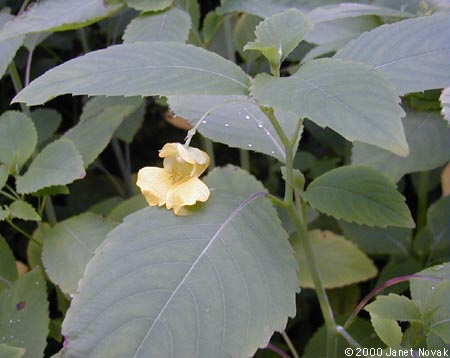 Impatiens pallida Nutt.