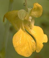 Impatiens pallida Nutt.