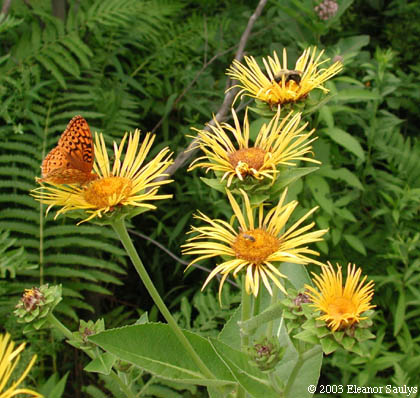 Inula helenium L.