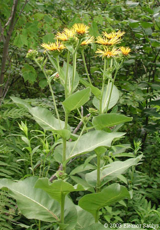 Inula helenium L.