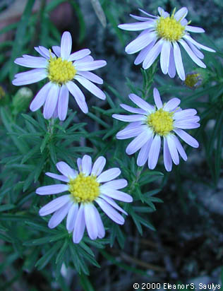 Ionactis linariifolius (L.) Greene