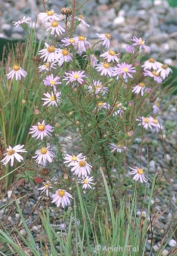 Ionactis linariifolius (L.) Greene