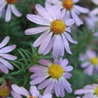 Ionactis linariifolius (L.) Greene