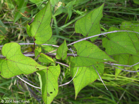 Ipomoea pandurata (L.) G.F.W. Mey.