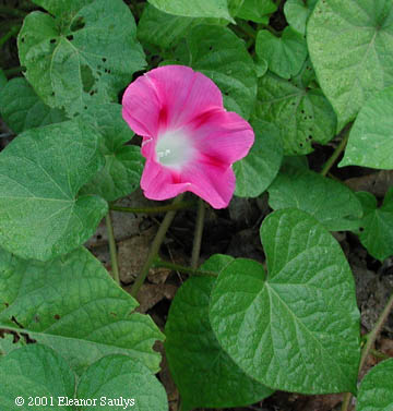 Ipomoea purpurea (L.) Roth