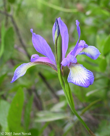 Iris prismatica Pursh ex Ker-Gawl.