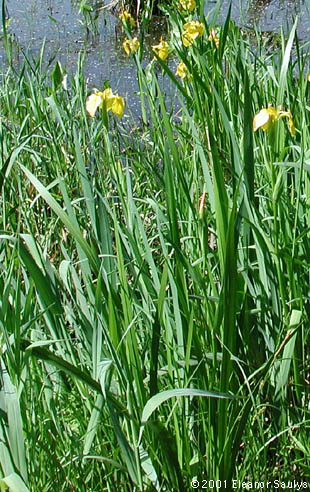 Iris pseudacorus L.