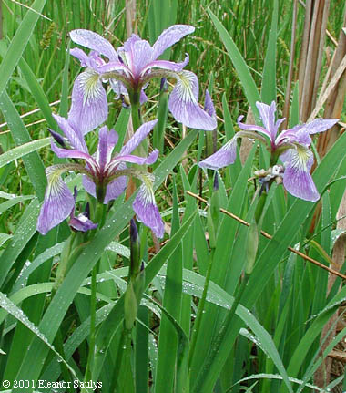 Iris versicolor L.