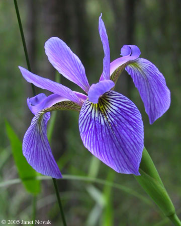 Iris versicolor L.