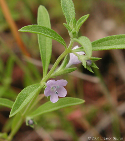 Isanthus brachiatus (L.) B.S.P.