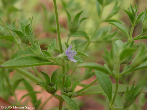 Isanthus brachiatus (L.) B.S.P.