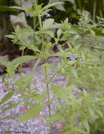 Isanthus brachiatus (L.) B.S.P.