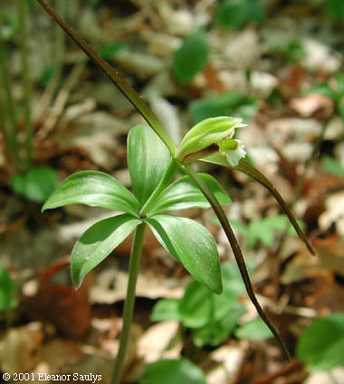 Isotria verticillata Raf.